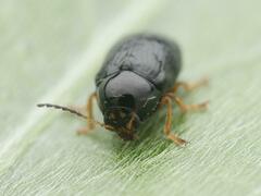 Cryptocephalus ocellatus