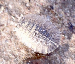 Australiodillo bifrons