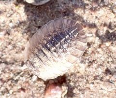 Australiodillo bifrons