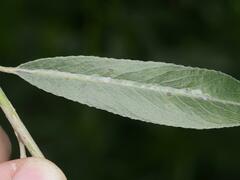 Phyllocnistis saligna