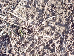 Australiodillo bifrons