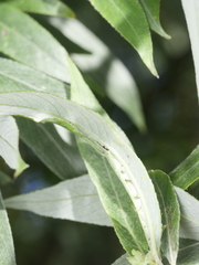 Phyllonorycter viminetorum
