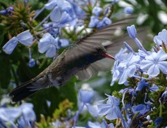 Cynanthus latirostris