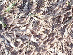 Australiodillo bifrons