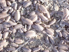 Australiodillo bifrons