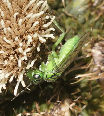 Tenthredo olivacea