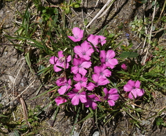 Dianthus glacialis