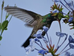 Cynanthus latirostris