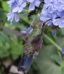 Cynanthus latirostris