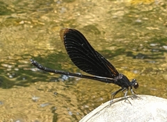 Euphaea masoni