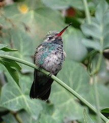 Cynanthus latirostris