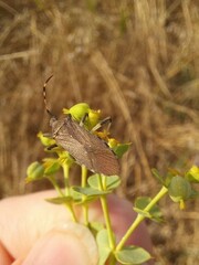 Dicranocephalus albipes