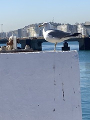 Larus michahellis