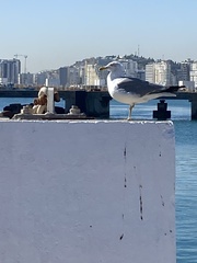Larus michahellis