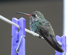 Cynanthus latirostris