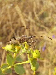 Dicranocephalus albipes