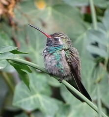 Cynanthus latirostris