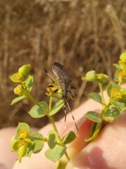 Dicranocephalus albipes