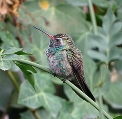 Cynanthus latirostris