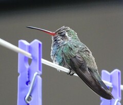 Cynanthus latirostris