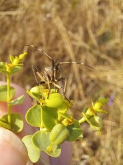 Dicranocephalus albipes