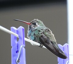 Cynanthus latirostris