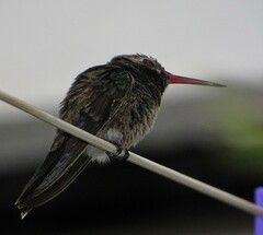 Cynanthus latirostris