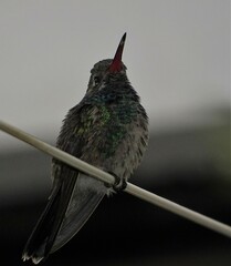 Cynanthus latirostris