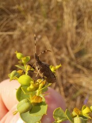 Dicranocephalus albipes