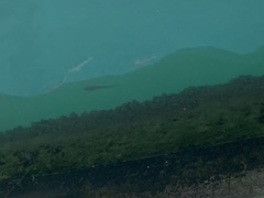 Actinopterygii