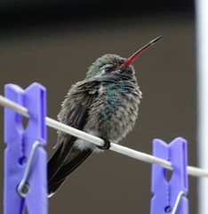 Cynanthus latirostris