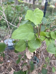 Commicarpus scandens