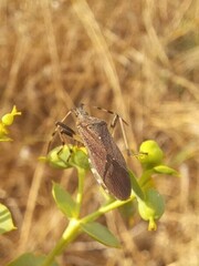 Dicranocephalus albipes