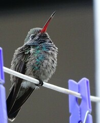 Cynanthus latirostris