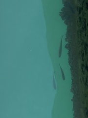 Actinopterygii