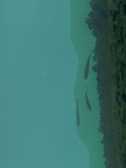 Actinopterygii