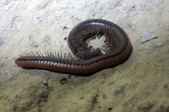 Californiulus