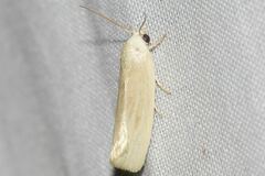 Earias chlorodes