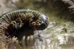Californiulus
