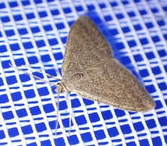 Scopula lydia