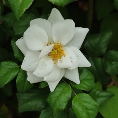Rosa