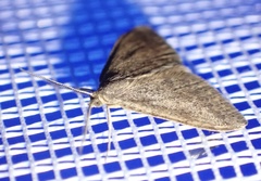 Scopula lydia
