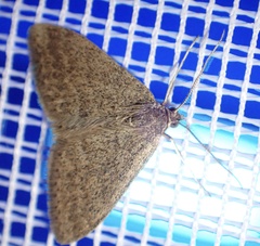 Scopula lydia