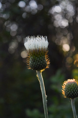 Cirsium brevifolium