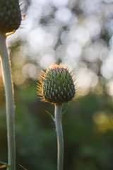 Cirsium brevifolium