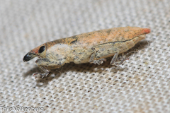 Lixus brevirostris