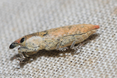 Lixus brevirostris