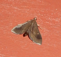 Almonia