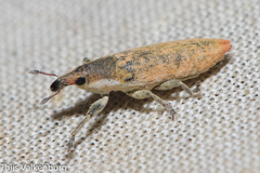 Lixus brevirostris