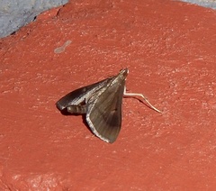Almonia